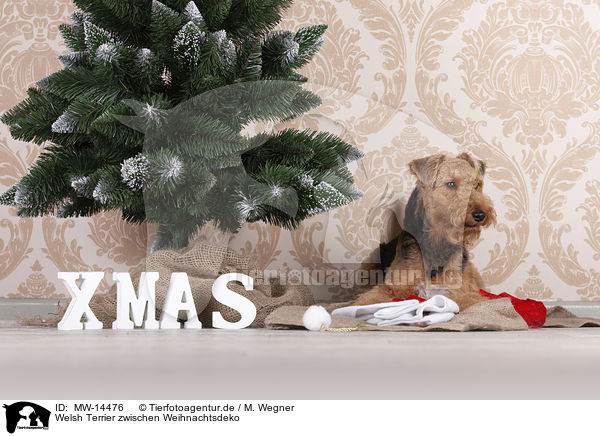 Welsh Terrier zwischen Weihnachtsdeko / Welsh terrier between Christmas decoration / MW-14476