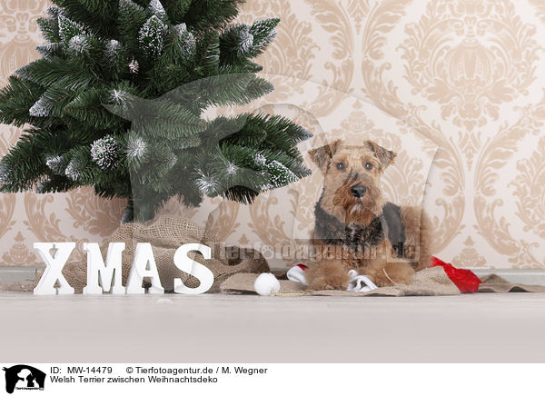 Welsh Terrier zwischen Weihnachtsdeko / Welsh terrier between Christmas decoration / MW-14479