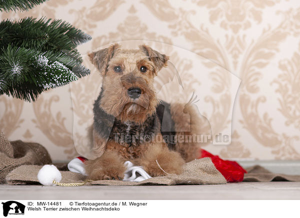 Welsh Terrier zwischen Weihnachtsdeko / Welsh terrier between Christmas decoration / MW-14481