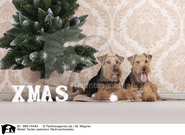 Welsh Terrier zwischen Weihnachtsdeko / Welsh terrier between Christmas decoration / MW-14484