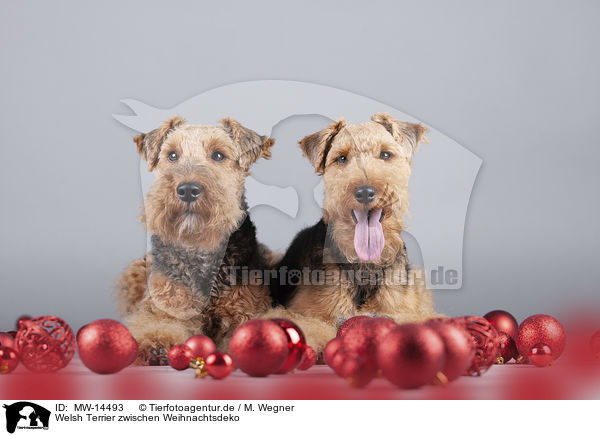 Welsh Terrier zwischen Weihnachtsdeko / Welsh terrier between Christmas decoration / MW-14493