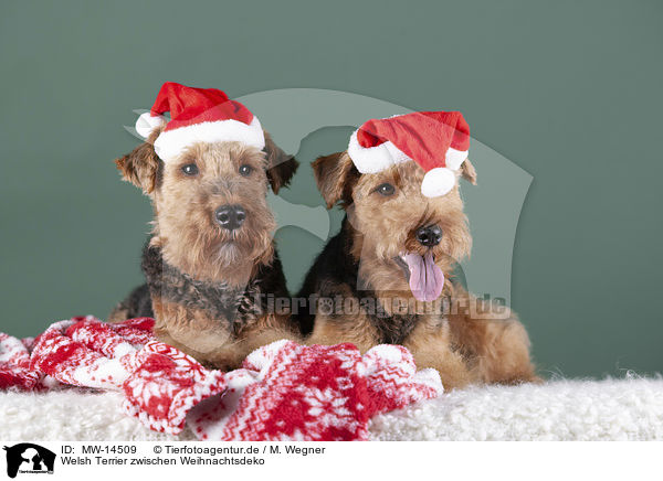 Welsh Terrier zwischen Weihnachtsdeko / Welsh terrier between Christmas decoration / MW-14509
