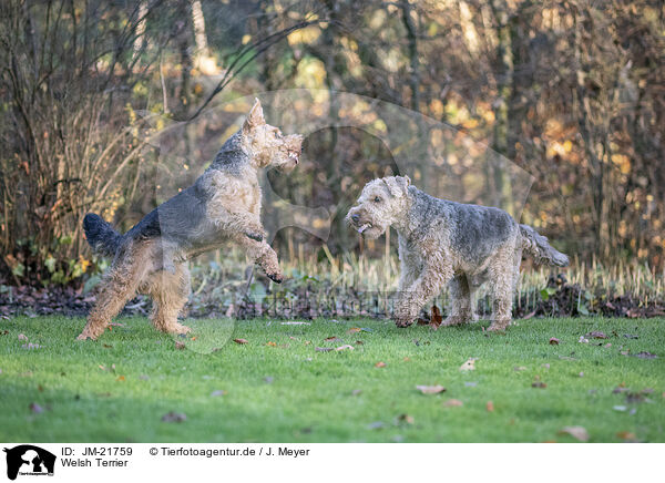 Welsh Terrier / Welsh Terrier / JM-21759