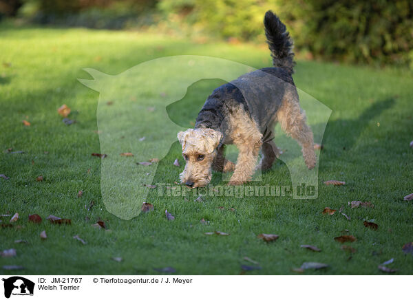 Welsh Terrier / Welsh Terrier / JM-21767