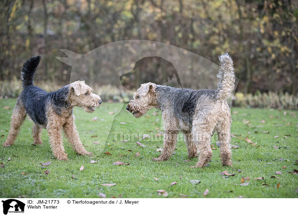 Welsh Terrier / Welsh Terrier / JM-21773