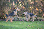 Welsh Terrier