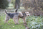 Welsh Terrier