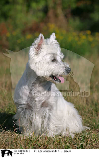 sitzender / sitting West Highland White Terrier / RR-00331
