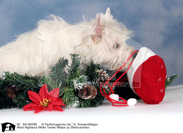 West Highland White Terrier Welpe zu Weihnachten / SS-06096
