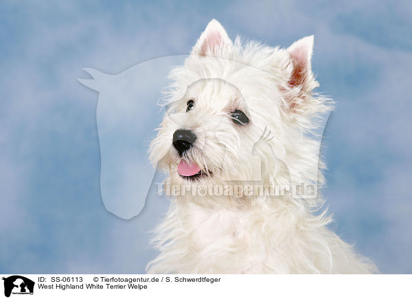 West Highland White Terrier Welpe / West Highland White Terrier puppy / SS-06113