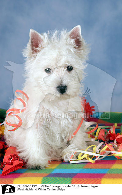 West Highland White Terrier Welpe / West Highland White Terrier puppy / SS-06132