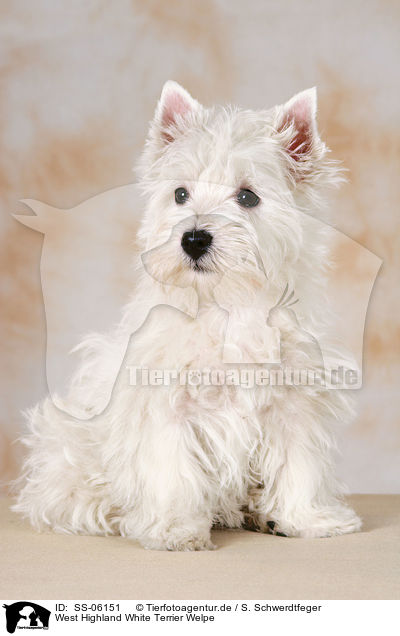 West Highland White Terrier Welpe / West Highland White Terrier puppy / SS-06151