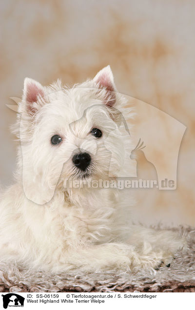 West Highland White Terrier Welpe / West Highland White Terrier puppy / SS-06159