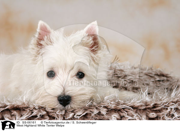 West Highland White Terrier Welpe / West Highland White Terrier puppy / SS-06161