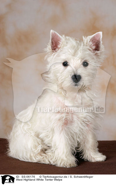 West Highland White Terrier Welpe / West Highland White Terrier Puppy / SS-06176