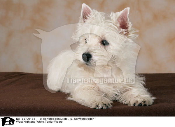 West Highland White Terrier Welpe / West Highland White Terrier Puppy / SS-06178