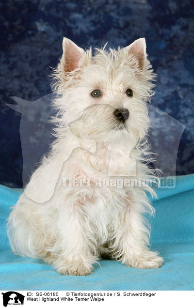 West Highland White Terrier Welpe / West Highland White Terrier Puppy / SS-06180