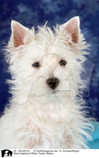 West Highland White Terrier Welpe / West Highland White Terrier Puppy / SS-06181