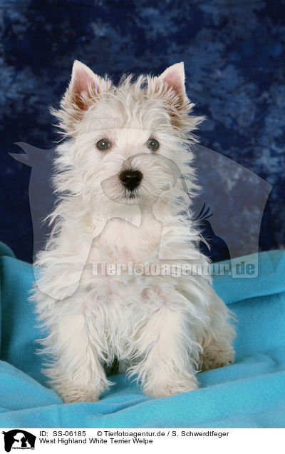 West Highland White Terrier Welpe / West Highland White Terrier Puppy / SS-06185