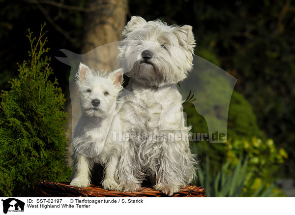 West Highland White Terrier / West Highland White Terrier / SST-02197