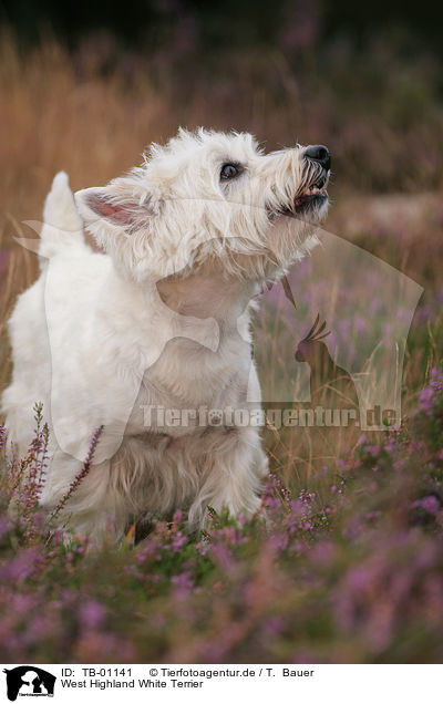 West Highland White Terrier / West Highland White Terrier / TB-01141