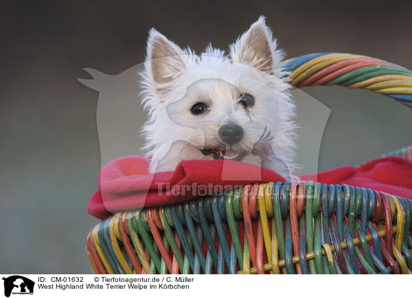 West Highland White Terrier Welpe im Krbchen / Westie puppy in basket / CM-01632