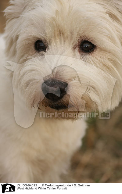 West Highland White Terrier Portrait / West Highland White Terrier Portrait / DG-04622