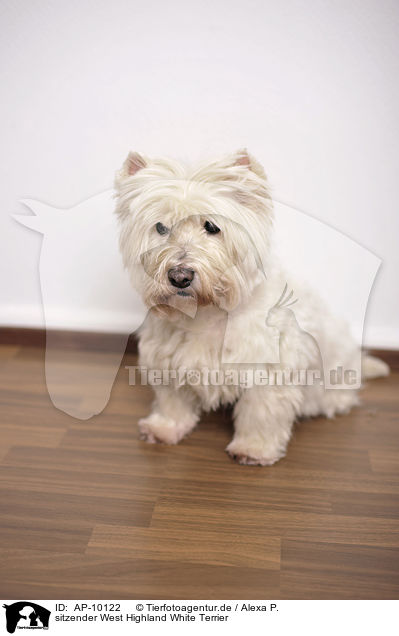 sitzender West Highland White Terrier / sitting West Highland White Terrier / AP-10122