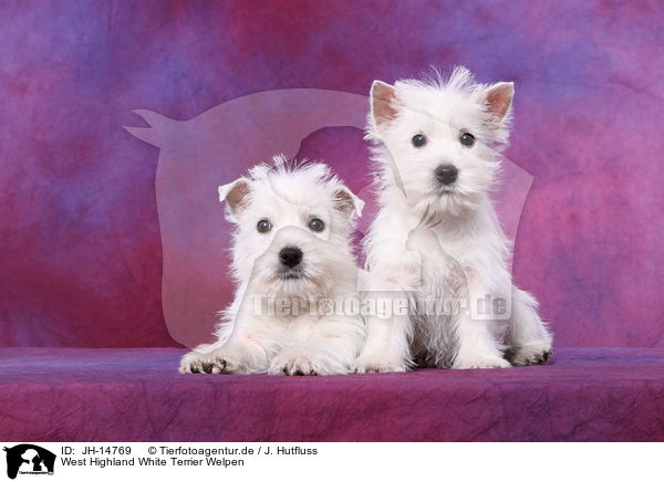 West Highland White Terrier Welpen / West Highland White Terrier Puppies / JH-14769