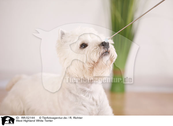 West Highland White Terrier / West Highland White Terrier / RR-52144