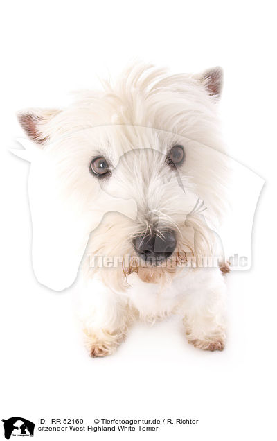 sitzender West Highland White Terrier / RR-52160