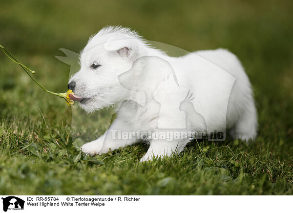 West Highland White Terrier Welpe / puppy / RR-55784