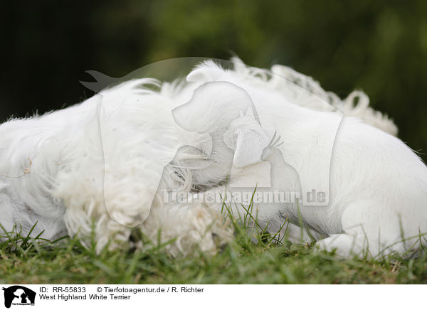 West Highland White Terrier / West Highland White Terrier / RR-55833
