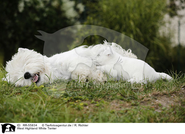 West Highland White Terrier / West Highland White Terrier / RR-55834