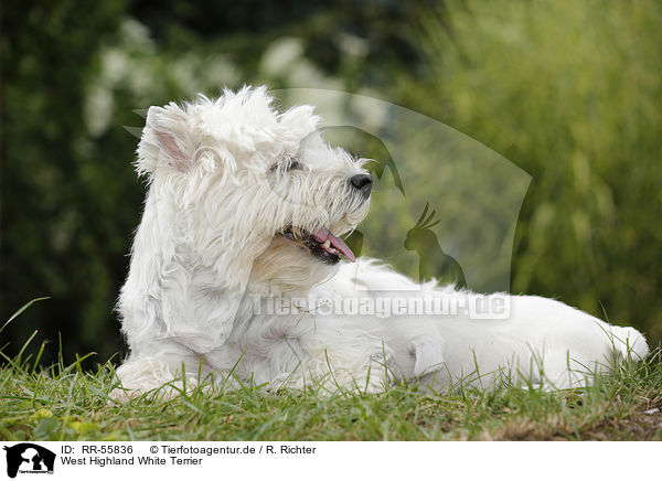 West Highland White Terrier / West Highland White Terrier / RR-55836