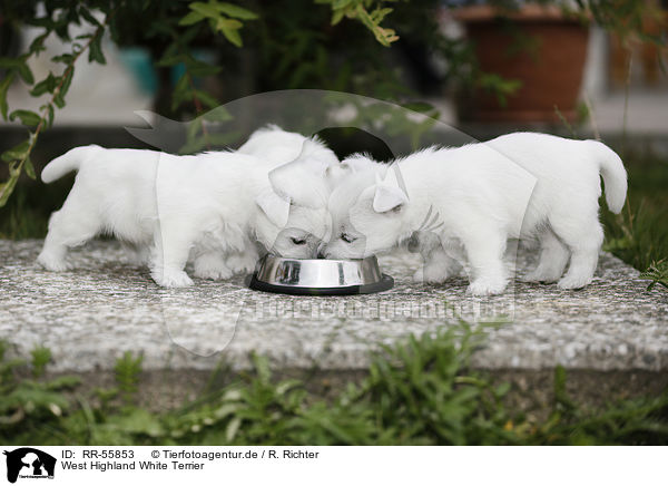 West Highland White Terrier / West Highland White Terriers / RR-55853