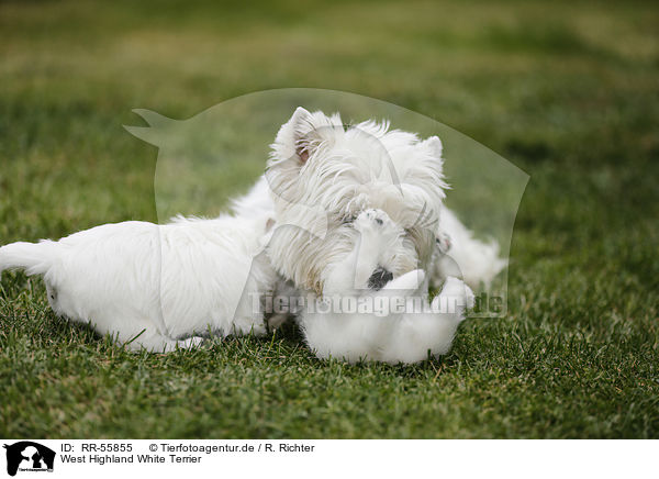 West Highland White Terrier / West Highland White Terriers / RR-55855