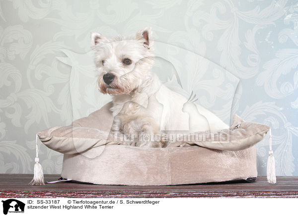 sitzender West Highland White Terrier / sitting West Highland White Terrier / SS-33187