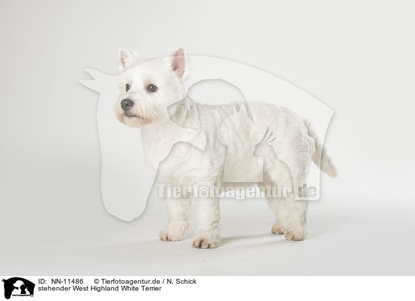 stehender West Highland White Terrier / NN-11486