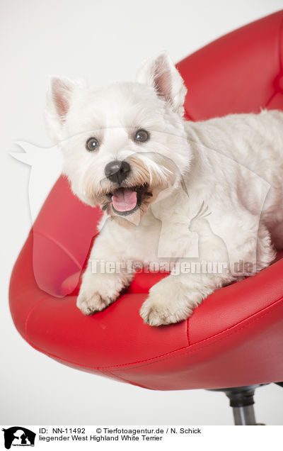 liegender West Highland White Terrier / lying West Highland White Terrier / NN-11492