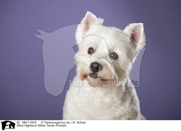 West Highland White Terrier Portrait / West Highland White Terrier Portrait / NN-11505