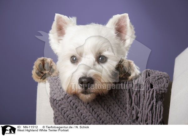 West Highland White Terrier Portrait / NN-11512