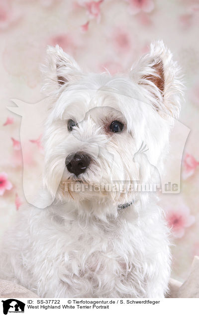 West Highland White Terrier Portrait / West Highland White Terrier Portrait / SS-37722