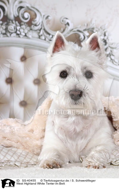 West Highland White Terrier im Bett / West Highland White Terrier in bed / SS-40455