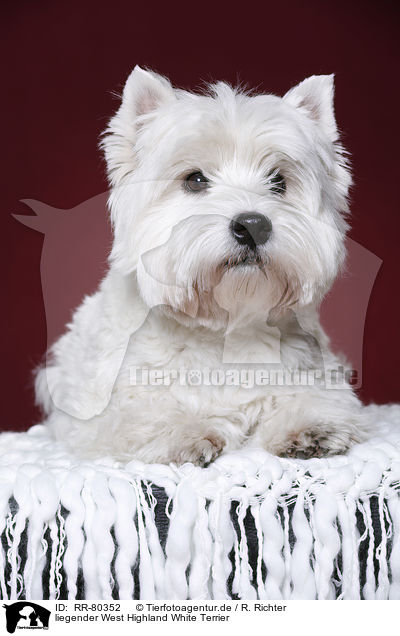 liegender West Highland White Terrier / RR-80352