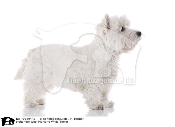 stehender West Highland White Terrier / RR-80442