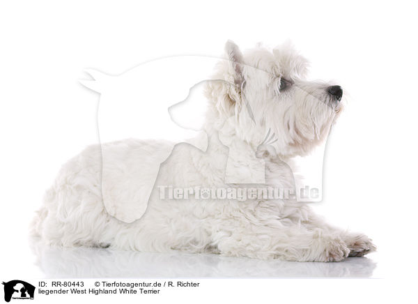 liegender West Highland White Terrier / RR-80443