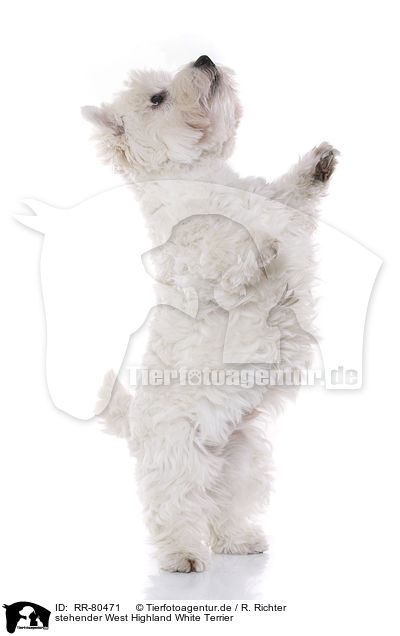 stehender West Highland White Terrier / standing West Highland White Terrier / RR-80471