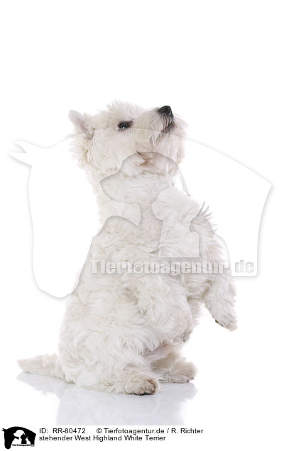 stehender West Highland White Terrier / standing West Highland White Terrier / RR-80472