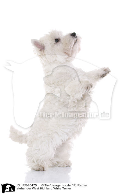 stehender West Highland White Terrier / standing West Highland White Terrier / RR-80475